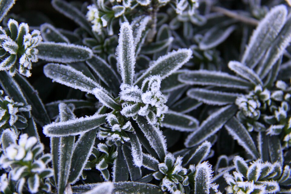 Ice crystals winter natural
