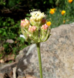 Eriogonum ursinum at the UC Botanical Garden, Berkeley, California, USA. Identified by sign. photo