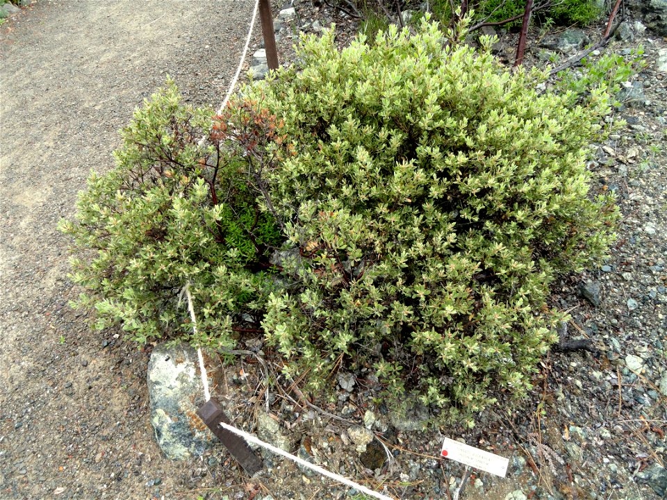 Eriogonum ternatum specimen in the University of California Botanical Garden, Berkeley, California, USA.