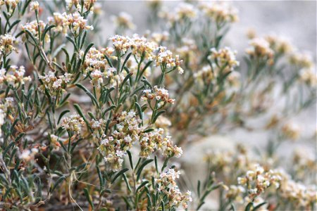 Image title: Clay loving wild buckwheat Image from Public domain images website, http://www.public-domain-image.com/full-image/flora-plants-public-domain-images-pictures/flowers-public-domain-images-p photo