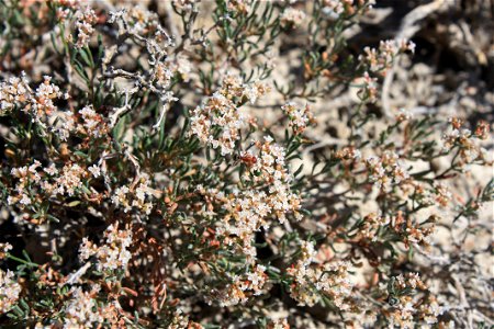 Image title: Clay loving wild buckwheat plant eriogonum pelinophilum
Image from Public domain images website, http://www.public-domain-image.com/full-image/flora-plants-public-domain-images-pictures/f