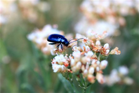 Image title: Shiny black beetle on Eriogonum pelinophilum
Image from Public domain images website, http://www.public-domain-image.com/full-image/fauna-animals-public-domain-images-pictures/insects-and