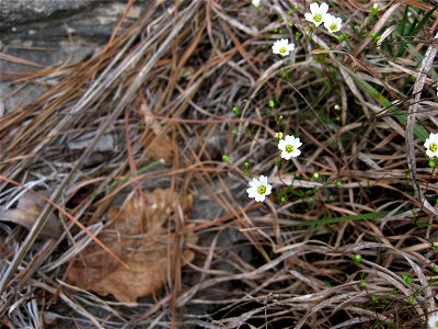 Minuartia uniflora, granite outcrop in Poe Creek Forest, Pickens County, South Carolina photo