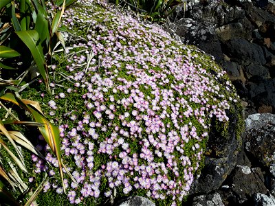 Disphyma papillatum, common on basalt boulders and columnar lave in exposed sites, just above the high tide mark photo