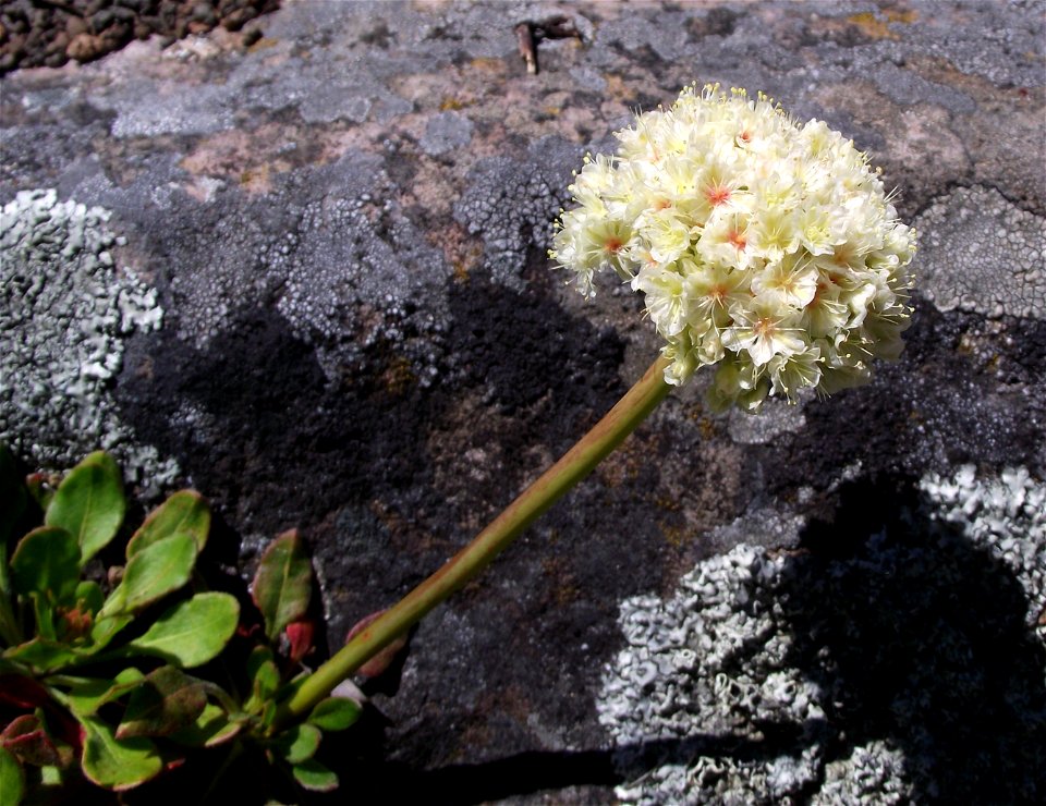 Eriogonum hirtellum at the UC Botanical Garden, Berkeley, California, USA. Identified by sign.