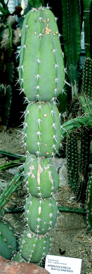 Cactus Armatocereus matucanensis from the Botanical Gardens of Charles University, Prague
