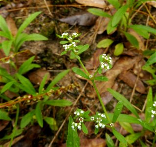 Paronychia drummondii, sandhill prairie remnant within the city of Tyler, Smith County, Texas. photo