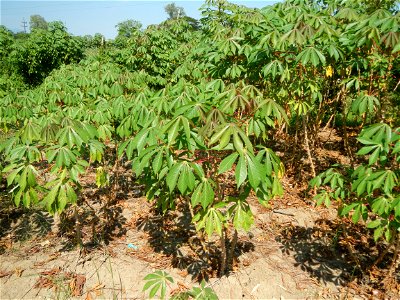Barit, Candaba, Pampanga, Hall, Chapel, 
Cassava Cassava plantations in the Philippines Manihot esculenta in the Philippines along the San Luis-Candaba, Pampanga-Baliuag, Bulacan Road (Barangays Pulon