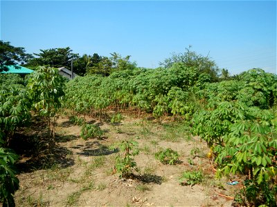 Barit, Candaba, Pampanga, Hall, Chapel, 
Cassava Cassava plantations in the Philippines Manihot esculenta in the Philippines along the San Luis-Candaba, Pampanga-Baliuag, Bulacan Road (Barangays Pulon