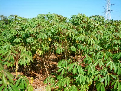 Barit, Candaba, Pampanga, Hall, Chapel, 
Cassava Cassava plantations in the Philippines Manihot esculenta in the Philippines along the San Luis-Candaba, Pampanga-Baliuag, Bulacan Road (Barangays Pulon