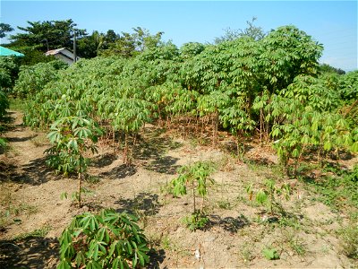Barit, Candaba, Pampanga, Hall, Chapel, 
Cassava Cassava plantations in the Philippines Manihot esculenta in the Philippines along the San Luis-Candaba, Pampanga-Baliuag, Bulacan Road (Barangays Pulon