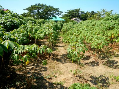 Barit, Candaba, Pampanga, Hall, Chapel, 
Cassava Cassava plantations in the Philippines Manihot esculenta in the Philippines along the San Luis-Candaba, Pampanga-Baliuag, Bulacan Road (Barangays Pulon