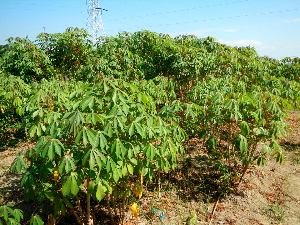 Barit, Candaba, Pampanga, Hall, Chapel, 
Cassava Cassava plantations in the Philippines Manihot esculenta in the Philippines along the San Luis-Candaba, Pampanga-Baliuag, Bulacan Road (Barangays Pulon