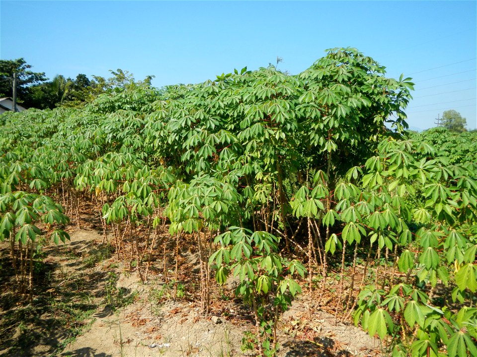 Barit, Candaba, Pampanga, Hall, Chapel, 
Cassava Cassava plantations in the Philippines Manihot esculenta in the Philippines along the San Luis-Candaba, Pampanga-Baliuag, Bulacan Road (Barangays Pulon
