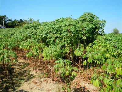 Barit, Candaba, Pampanga, Hall, Chapel, 
Cassava Cassava plantations in the Philippines Manihot esculenta in the Philippines along the San Luis-Candaba, Pampanga-Baliuag, Bulacan Road (Barangays Pulon