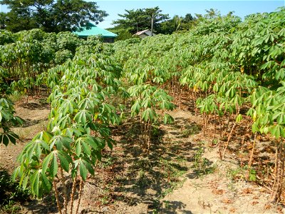 Barit, Candaba, Pampanga, Hall, Chapel, 
Cassava Cassava plantations in the Philippines Manihot esculenta in the Philippines along the San Luis-Candaba, Pampanga-Baliuag, Bulacan Road (Barangays Pulon