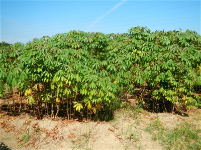 Barit, Candaba, Pampanga, Hall, Chapel, 
Cassava Cassava plantations in the Philippines Manihot esculenta in the Philippines along the San Luis-Candaba, Pampanga-Baliuag, Bulacan Road (Barangays Pulon