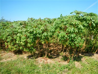 Barit, Candaba, Pampanga, Hall, Chapel, 
Cassava Cassava plantations in the Philippines Manihot esculenta in the Philippines along the San Luis-Candaba, Pampanga-Baliuag, Bulacan Road (Barangays Pulon