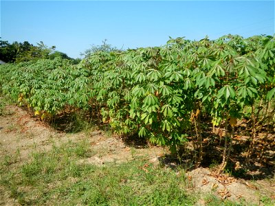 Barit, Candaba, Pampanga, Hall, Chapel, 
Cassava Cassava plantations in the Philippines Manihot esculenta in the Philippines along the San Luis-Candaba, Pampanga-Baliuag, Bulacan Road (Barangays Pulon