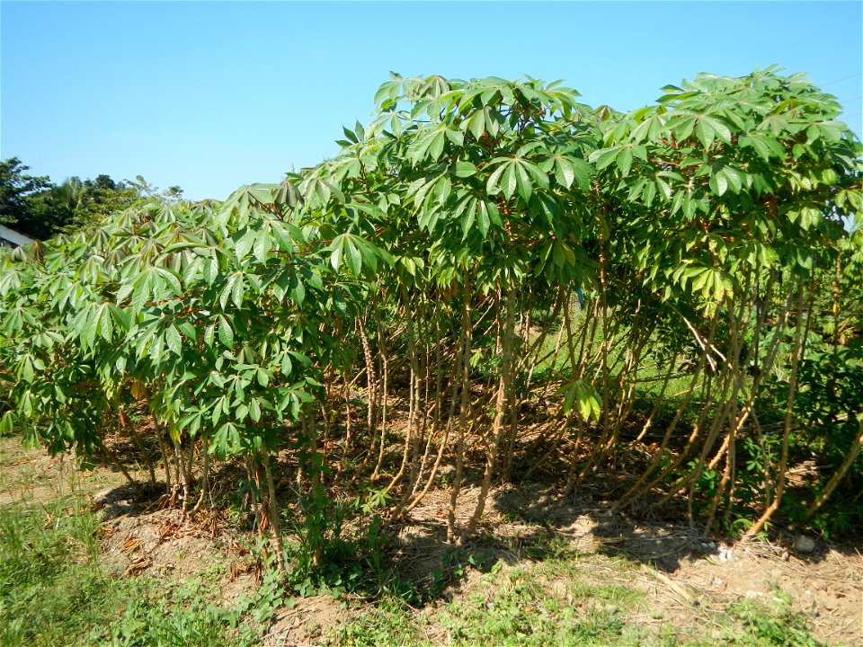 Barit, Candaba, Pampanga, Hall, Chapel, 
Cassava Cassava plantations in the Philippines Manihot esculenta in the Philippines along the San Luis-Candaba, Pampanga-Baliuag, Bulacan Road (Barangays Pulon