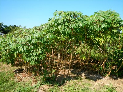 Barit, Candaba, Pampanga, Hall, Chapel, 
Cassava Cassava plantations in the Philippines Manihot esculenta in the Philippines along the San Luis-Candaba, Pampanga-Baliuag, Bulacan Road (Barangays Pulon