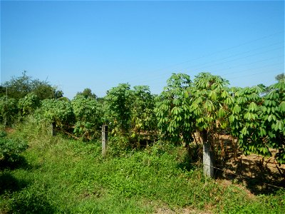 Barit, Candaba, Pampanga, Hall, Chapel, 
Cassava Cassava plantations in the Philippines Manihot esculenta in the Philippines along the San Luis-Candaba, Pampanga-Baliuag, Bulacan Road (Barangays Pulon