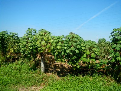 Barit, Candaba, Pampanga, Hall, Chapel, 
Cassava Cassava plantations in the Philippines Manihot esculenta in the Philippines along the San Luis-Candaba, Pampanga-Baliuag, Bulacan Road (Barangays Pulon