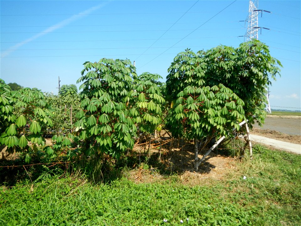 Barit, Candaba, Pampanga, Hall, Chapel, 
Cassava Cassava plantations in the Philippines Manihot esculenta in the Philippines along the San Luis-Candaba, Pampanga-Baliuag, Bulacan Road (Barangays Pulon