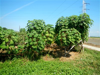 Barit, Candaba, Pampanga, Hall, Chapel, 
Cassava Cassava plantations in the Philippines Manihot esculenta in the Philippines along the San Luis-Candaba, Pampanga-Baliuag, Bulacan Road (Barangays Pulon