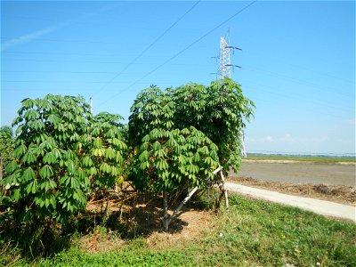 Barit, Candaba, Pampanga, Hall, Chapel, 
Cassava Cassava plantations in the Philippines Manihot esculenta in the Philippines along the San Luis-Candaba, Pampanga-Baliuag, Bulacan Road (Barangays Pulon