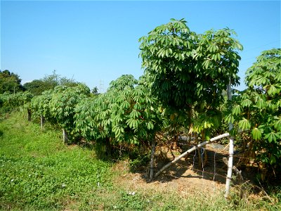 Barit, Candaba, Pampanga, Hall, Chapel, 
Cassava Cassava plantations in the Philippines Manihot esculenta in the Philippines along the San Luis-Candaba, Pampanga-Baliuag, Bulacan Road (Barangays Pulon