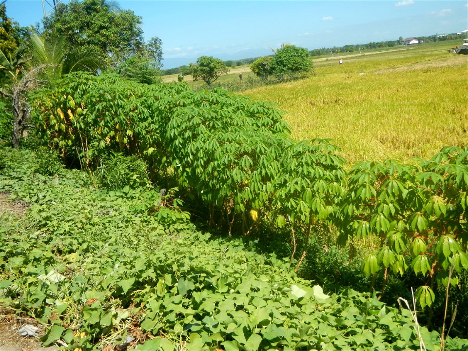 Views of Talampas irrigation canals Paddy fields