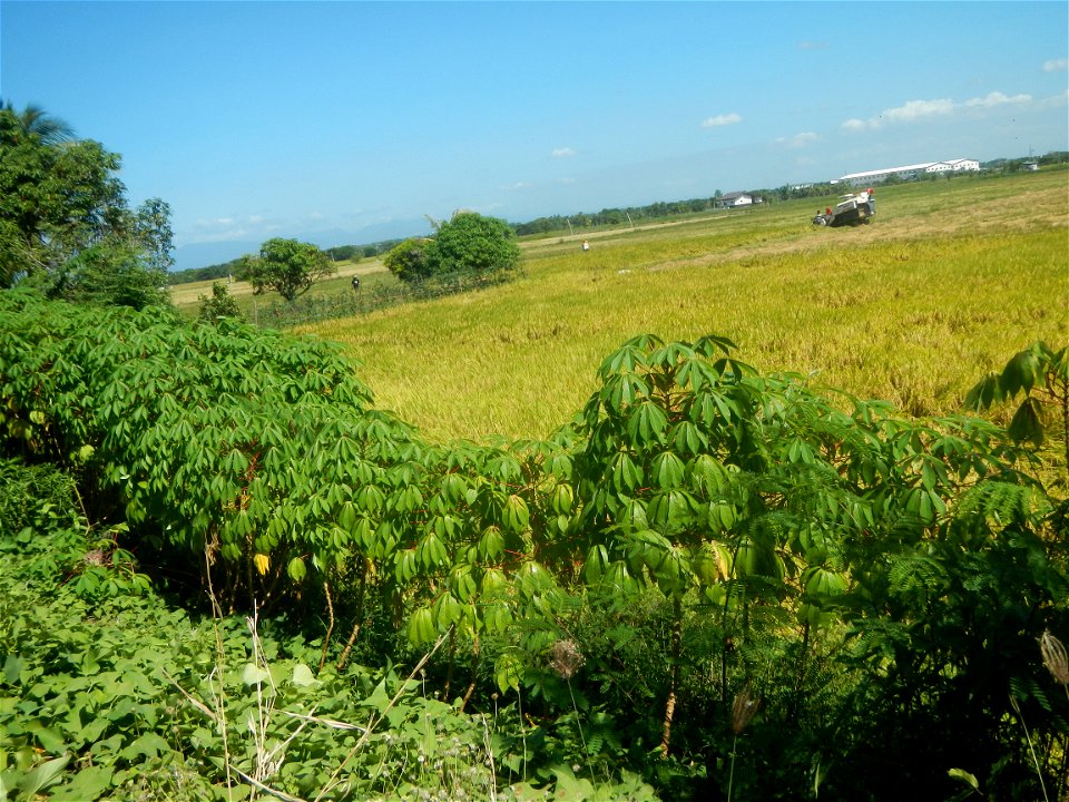 Views of Talampas irrigation canals Paddy fields