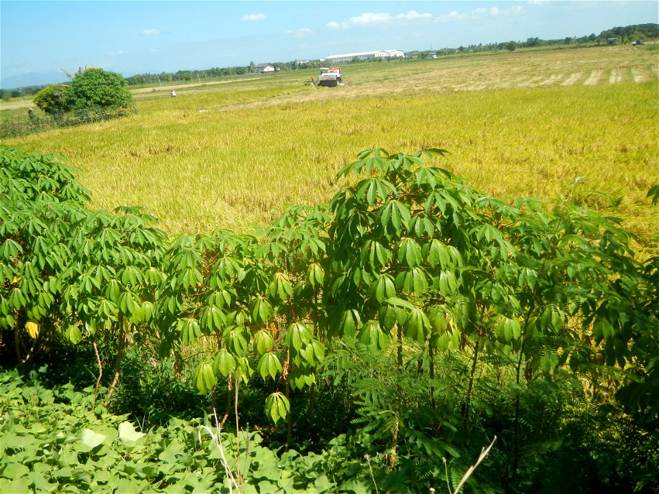 Views of Talampas irrigation canals Paddy fields