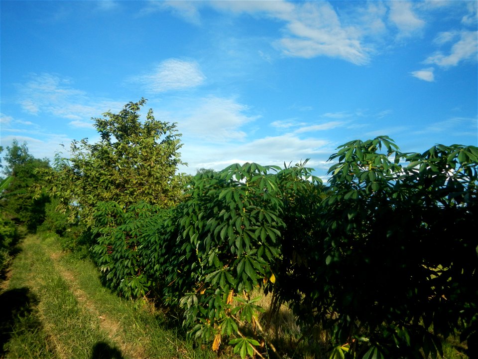 Plaridel-Bustos, Bulacan Provincial Road to San Jose-Bulihan, Plaridel, Bulacan Provincial Road Paddy fields, grasslands, trees, fishponds and irrigation canals (Sitio Matabubok, San Jose, Plaridel, B