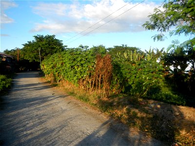 Manihot esculenta Paddy fields, grasslands, trees and Philippine Duck (Anas luzonica) in Sitio Uno Creek, Pulong Palazan, Candaba, Pampanga Farm to Market Road Manihot esculenta Barangay Pulong Plazan