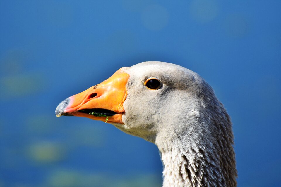 Bill domestic goose plumage