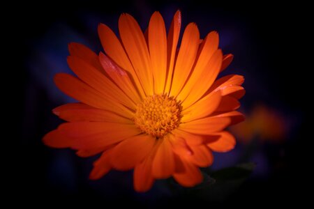 Bloom nature close up