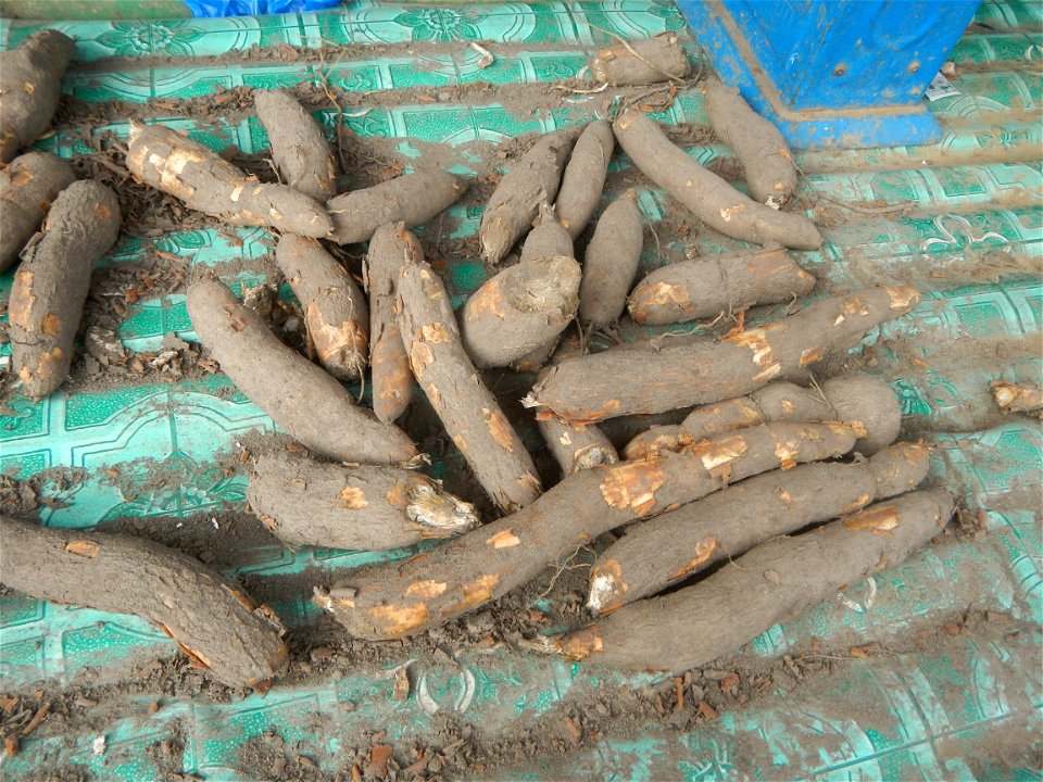 Talbos ng Kamote The sweet potato (Ipomoea batatas) Sweet potato Luyang Dilaw Atis Longans Dimocarpus longan Salt trade Kalabasa Onions in the Philippines Garlic Philippines photos taken in Barangay P