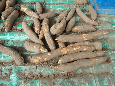 Talbos ng Kamote The sweet potato (Ipomoea batatas) Sweet potato Luyang Dilaw Atis Longans Dimocarpus longan Salt trade Kalabasa Onions in the Philippines Garlic Philippines photos taken in Barangay P