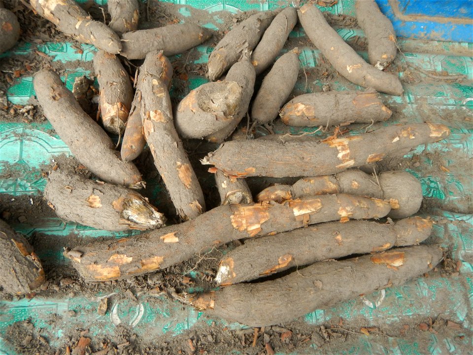 Talbos ng Kamote The sweet potato (Ipomoea batatas) Sweet potato Luyang Dilaw Atis Longans Dimocarpus longan Salt trade Kalabasa Onions in the Philippines Garlic Philippines photos taken in Barangay P