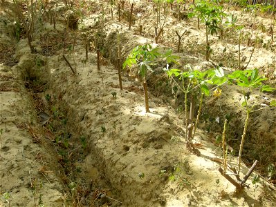 Culture familiale du manioc à Enampor (Casamance, Sénégal).
