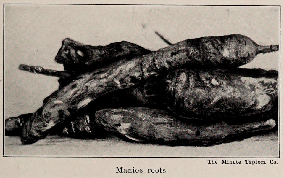 Manioc roots, Illustration from The Encyclopedia of Food by Artemas Ward (photo credit: The Minute Tapioca Co.)