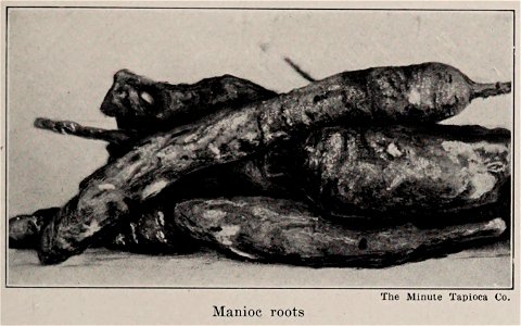 Manioc roots, Illustration from The Encyclopedia of Food by Artemas Ward (photo credit: The Minute Tapioca Co.)