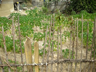 Culture familale du manioc à Séléki (Casamance, Sénégal)