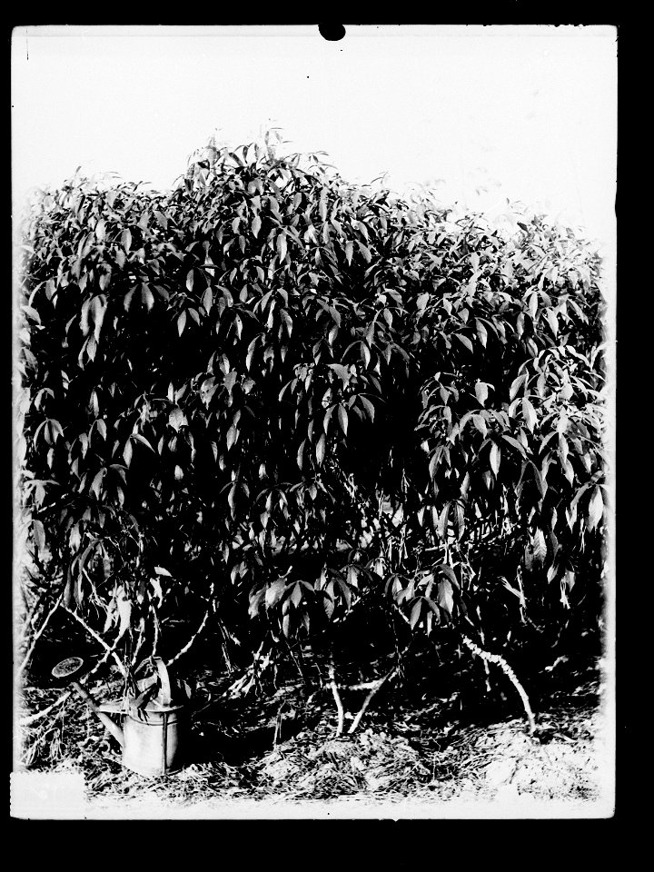 Tapioca Plants,  Botanic Gardens, Darwin,  Northern Territory