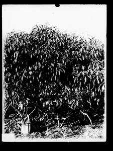 Tapioca Plants,  Botanic Gardens, Darwin,  Northern Territory