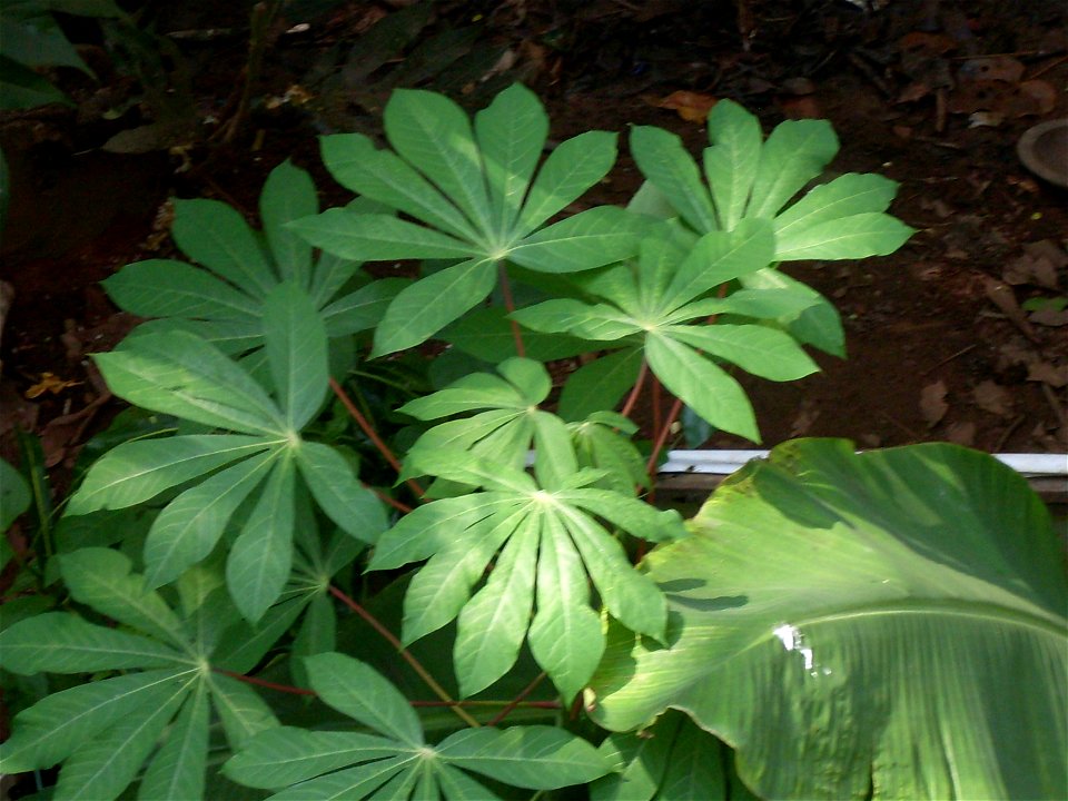 branches of tapioca taken from  varkala  (kerala,india) household