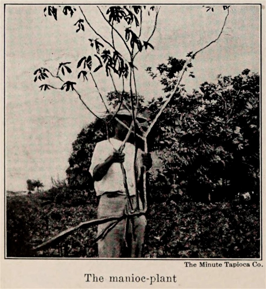 The manioc-plant, photo from The Encyclopedia of Food by Artemas Ward (photo credit: The Minute Tapioca Co.)