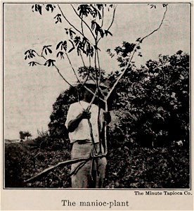The manioc-plant, photo from The Encyclopedia of Food by Artemas Ward (photo credit: The Minute Tapioca Co.)